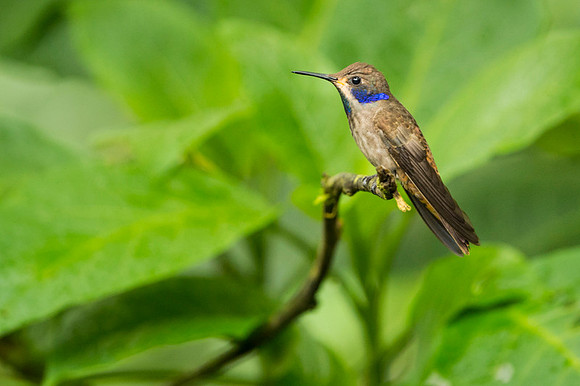 Brown Violetear