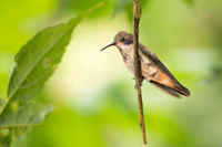 Brown Violetear