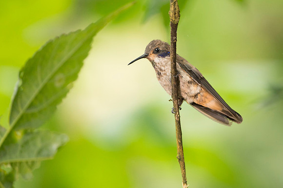 Brown Violetear