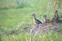 Lesser whisling ducks