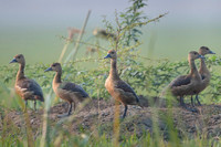 Lesser whisling ducks