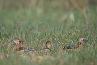 Lesser whisling ducks