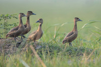 Lesser whisling ducks