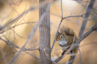 Red Squirel