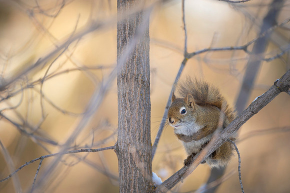 Red Squirel