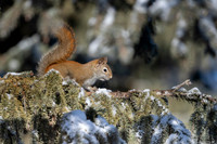 Red Squirel