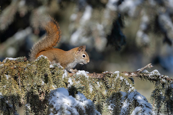 Red Squirel