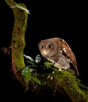 Vermiculated Screech-Owl