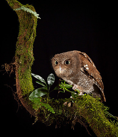 Vermiculated Screech-Owl