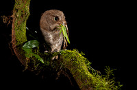 Vermiculated Screech-Owl