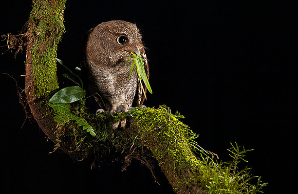 Vermiculated Screech-Owl