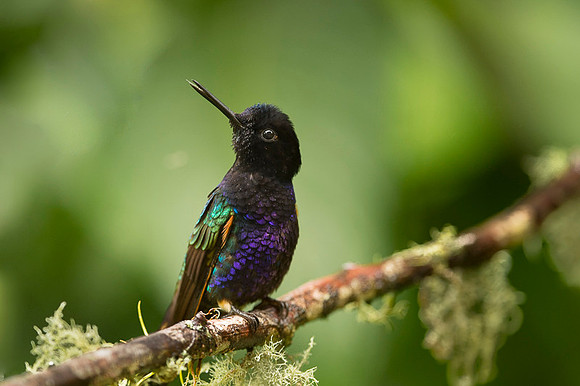 Velvet-purple Coronet