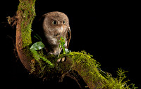 Vermiculated Screech-Owl