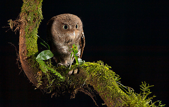 Vermiculated Screech-Owl