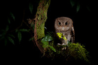 Vermiculated Screech-Owl