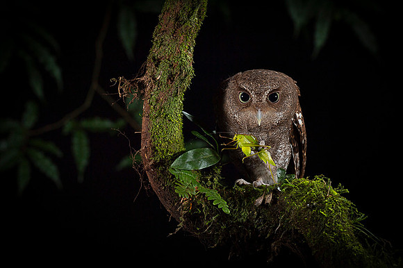 Vermiculated Screech-Owl