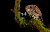 Vermiculated Screech-Owl