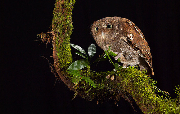 Vermiculated Screech-Owl