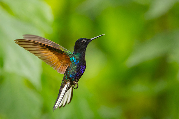 Velvet-purple Coronet