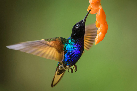 Velvet-purple Coronet