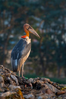 Greater adjutant stork