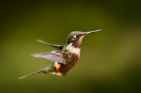 Purple throated woodstar