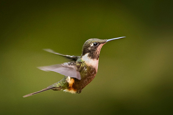 Purple throated woodstar