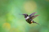 Purple throated woodstar