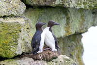 Common Murre