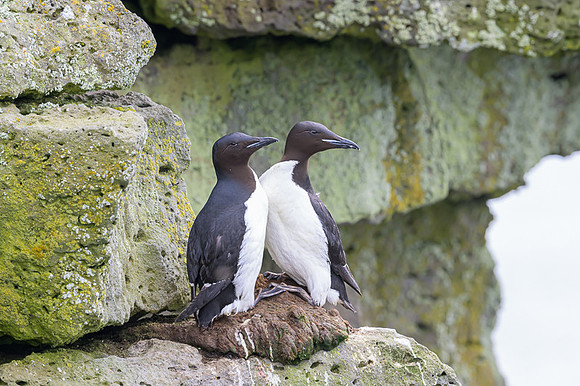 Common Murre