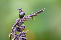 Purple throated woodstar