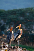 Greater adjutant stork