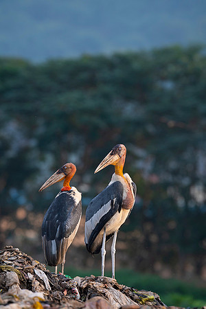 Greater adjutant stork