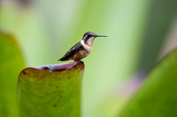 Purple throated woodstar