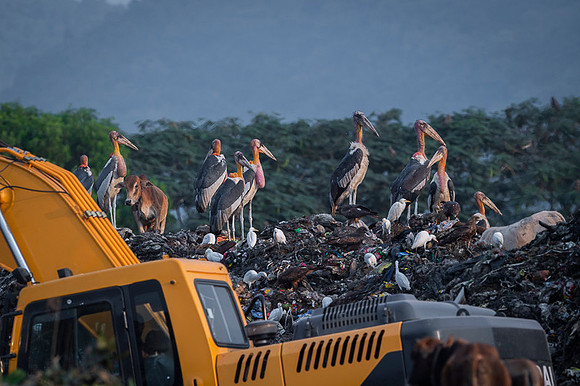 Greater adjutant stork