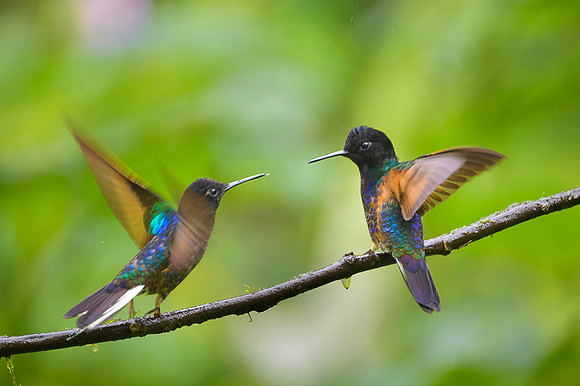 Velvet-purple Coronet