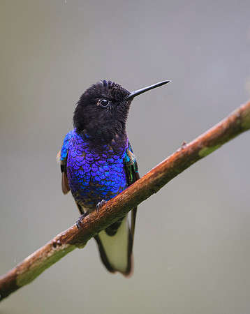 Velvet-purple Coronet