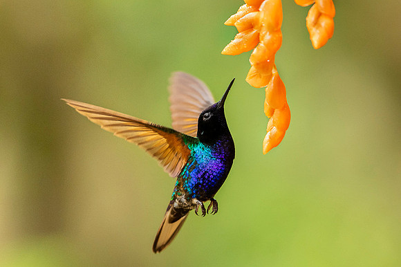 Velvet-purple Coronet