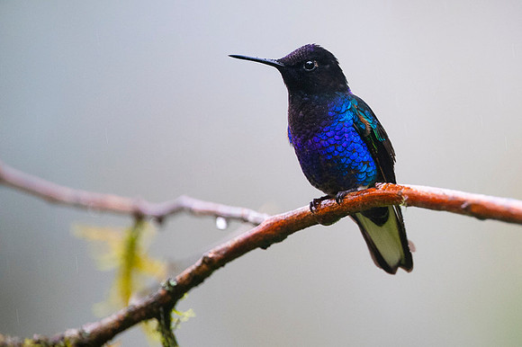 Velvet-purple Coronet