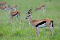 Thomson's Gazelle