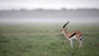 Thomson's Gazelle