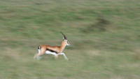 Thomson's Gazelle