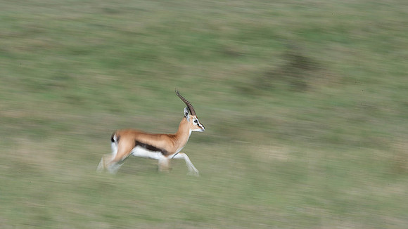 Thomson's Gazelle