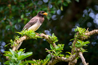 Brown jay