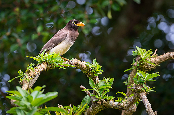 Brown jay