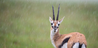 Thomson's Gazelle