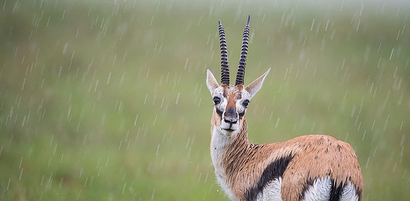 Thomson's Gazelle
