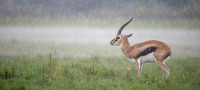 Thomson's Gazelle