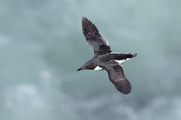 Common Murre