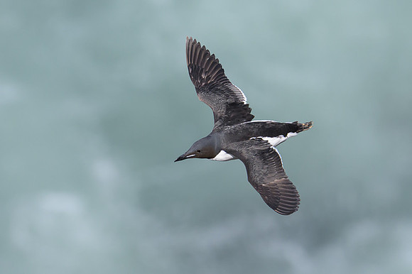 Common Murre